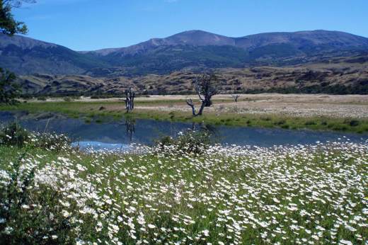 Wildflowers and a peaceful river set the scene in the Enchanted Valley, Torres del Paine, ideal fore horseback riding in Patagonia. 