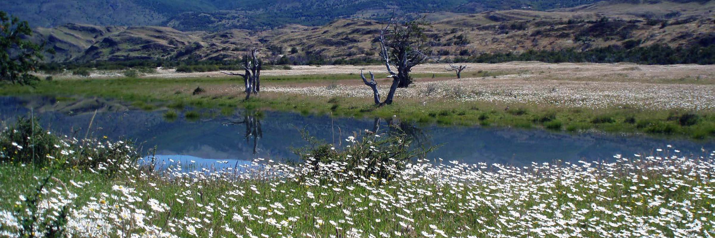 Wildflowers and a peaceful river set the scene in the Enchanted Valley, Torres del Paine, ideal fore horseback riding in Patagonia. 