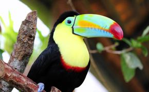 A vibrant keel-billed toucan perched on a branch in Costa Rica's tropical forest. 