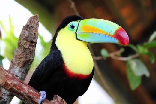 A vibrant keel-billed toucan perched on a branch in Costa Rica's tropical forest. 