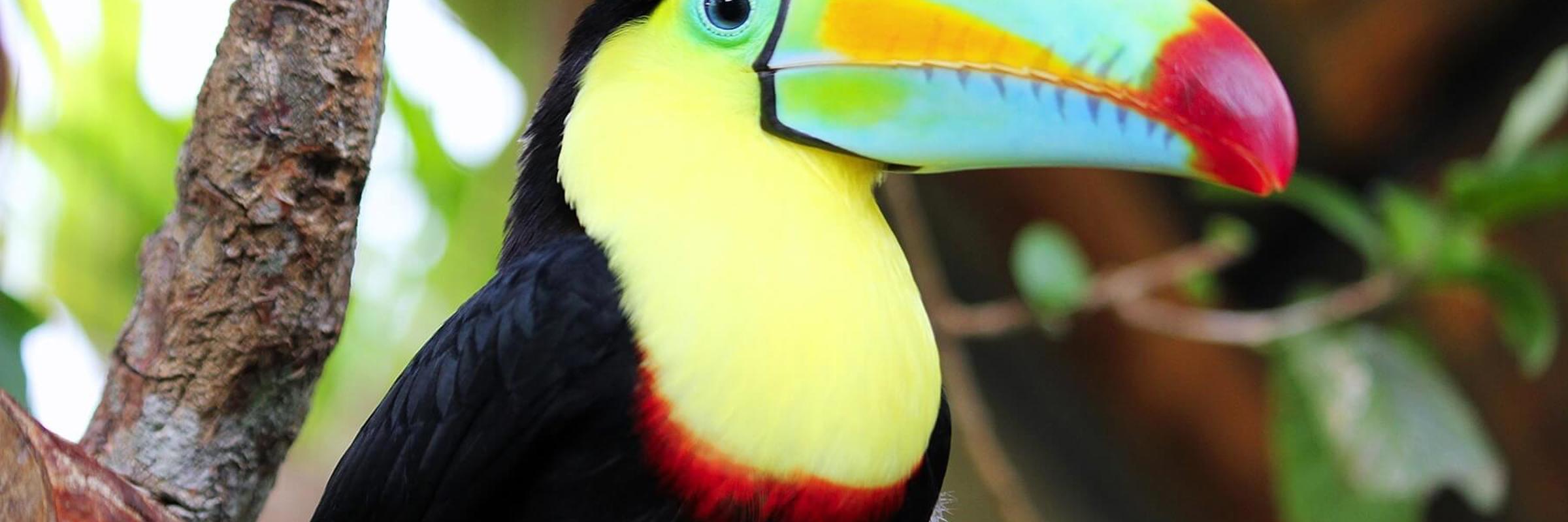 A vibrant keel-billed toucan perched on a branch in Costa Rica's tropical forest. 
