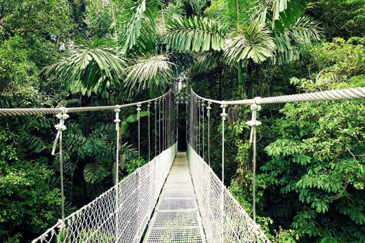Suspension bridge stretching through lush rainforest canopy at Arenal Hanging Bridges.