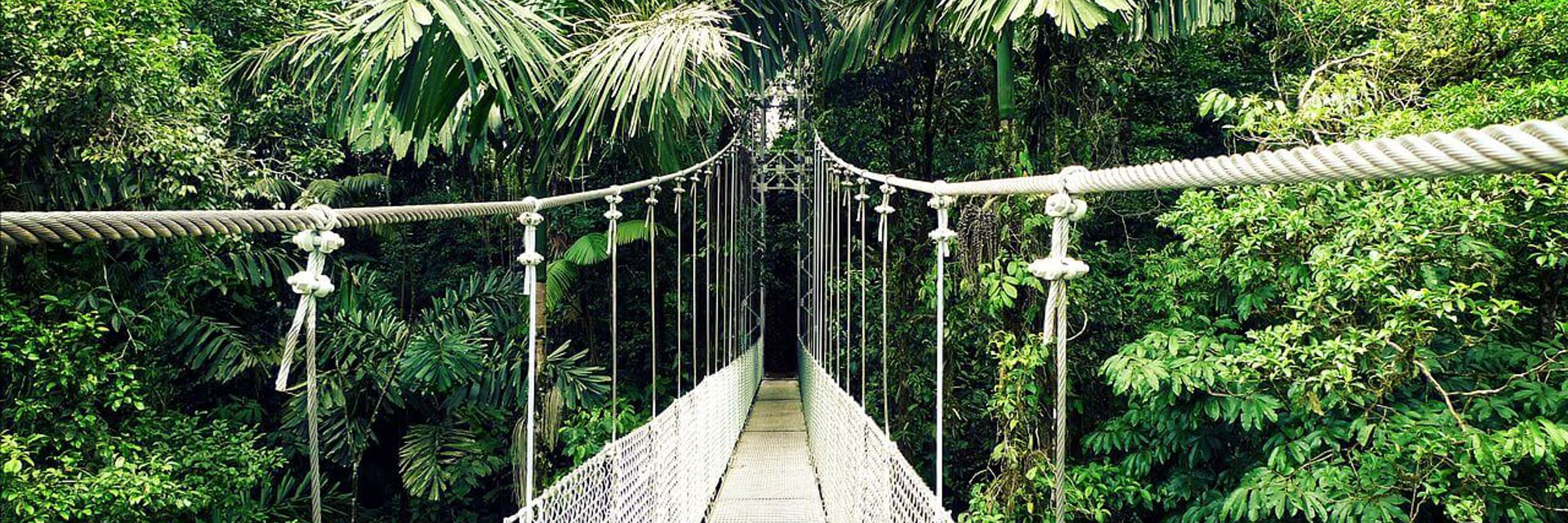 Suspension bridge stretching through lush rainforest canopy at Arenal Hanging Bridges.