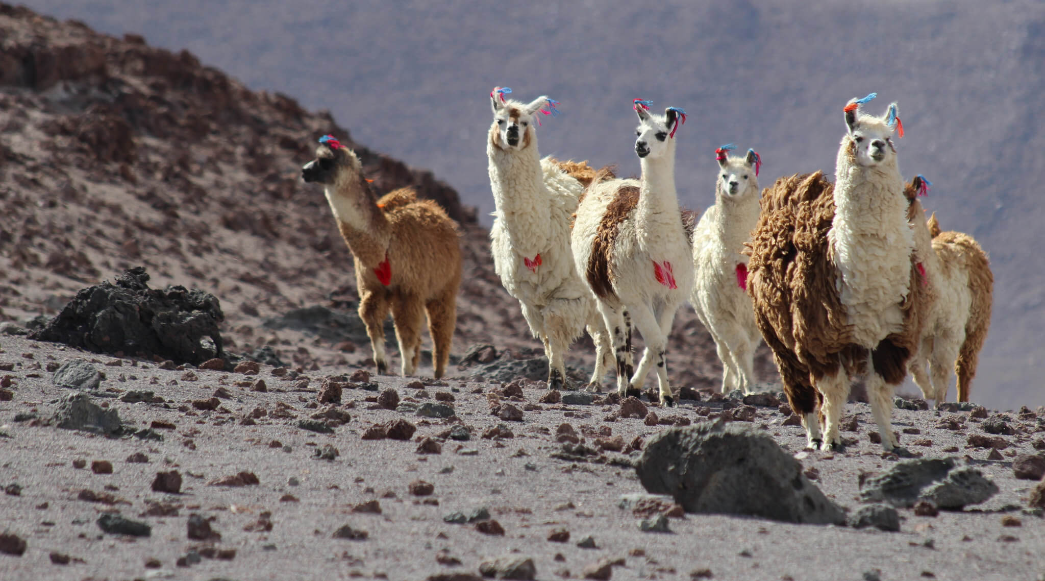 4720 Altiplano Landscapes