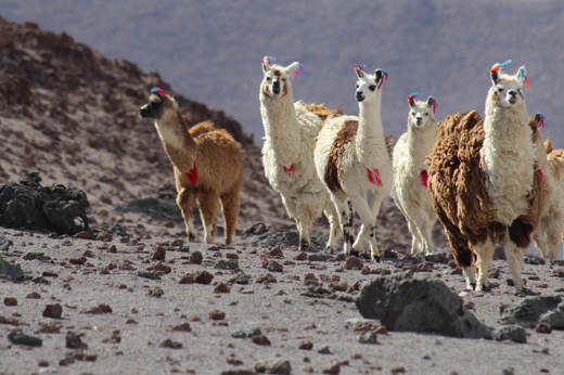 4720 Altiplano Landscapes