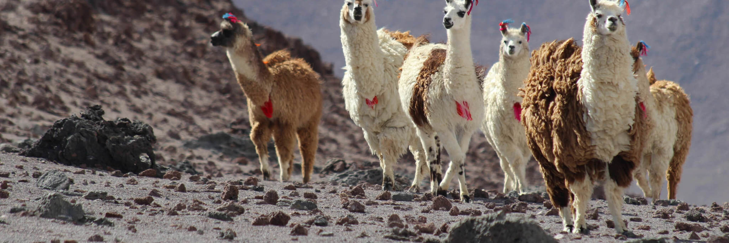 4720 Altiplano Landscapes