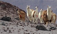 4720 Altiplano Landscapes