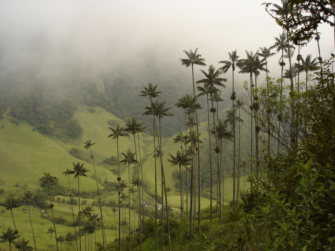 4735 Cocora Valley