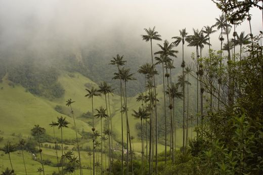 4735 Cocora Valley