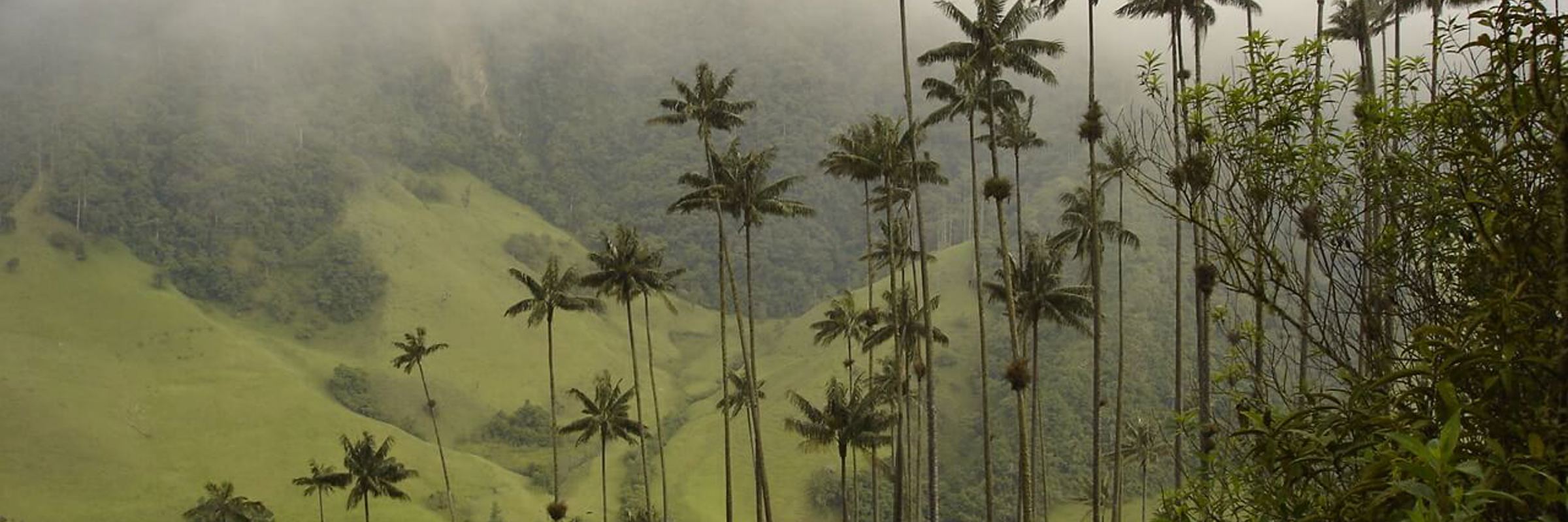 4735 Cocora Valley