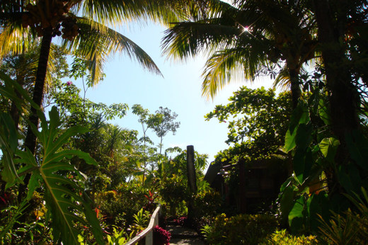 4717 Rainforest & Landscapes