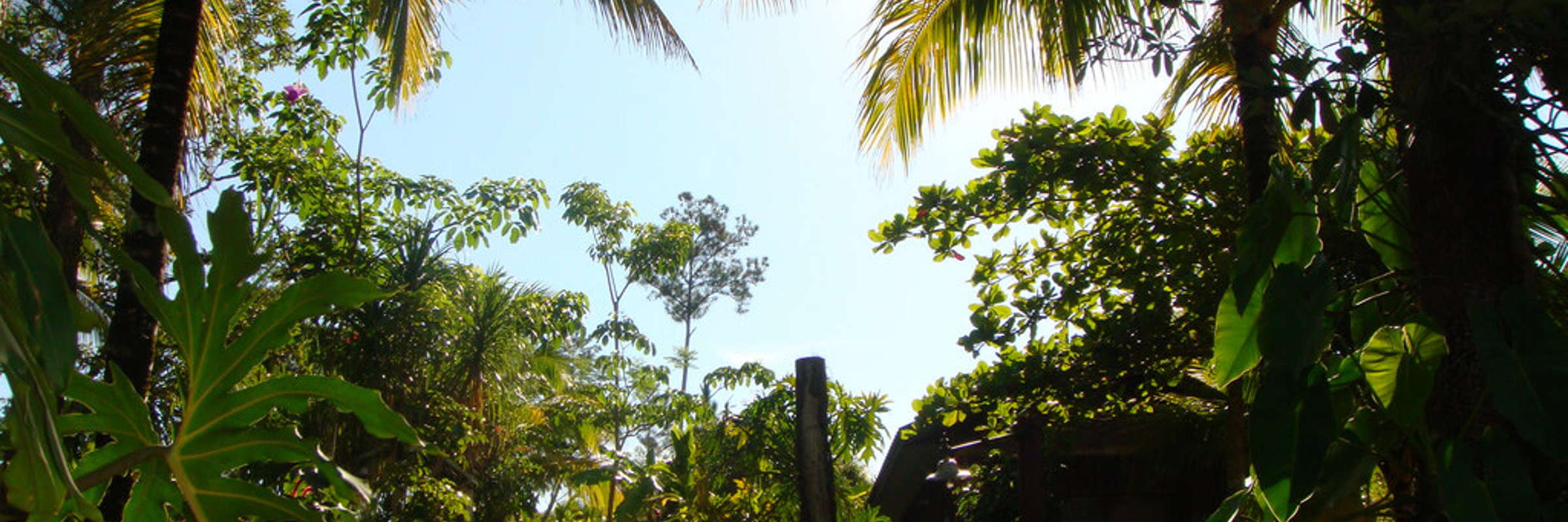 4717 Rainforest & Landscapes