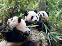 Chengdu
