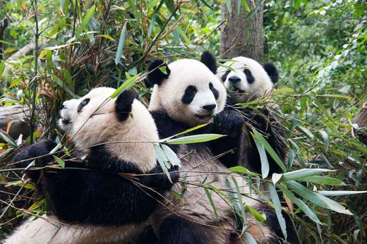 Chengdu