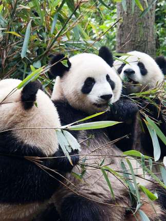 Chengdu