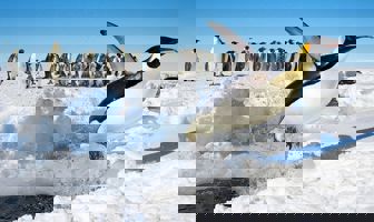 Image for: 8336 Antarctic Peninsula