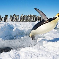 8336 Antarctic Peninsula