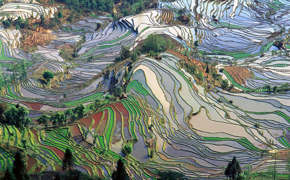 Rice's Terraces