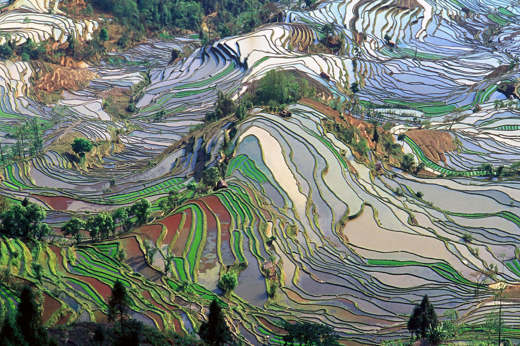 Rice's Terraces
