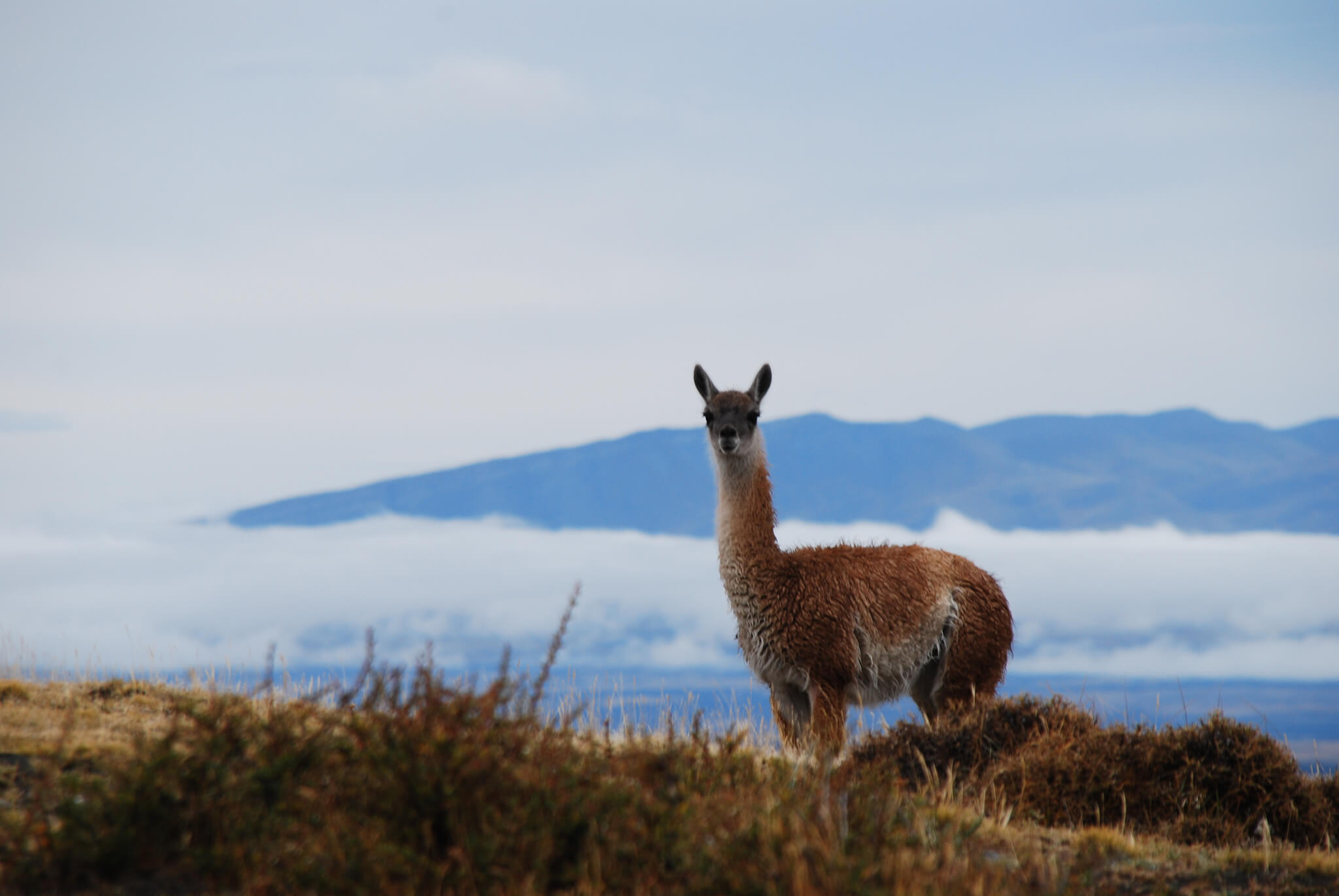 A lone guanaco stands alert in Torres del Paine National Park, with the Patagonian mountains in the background. 