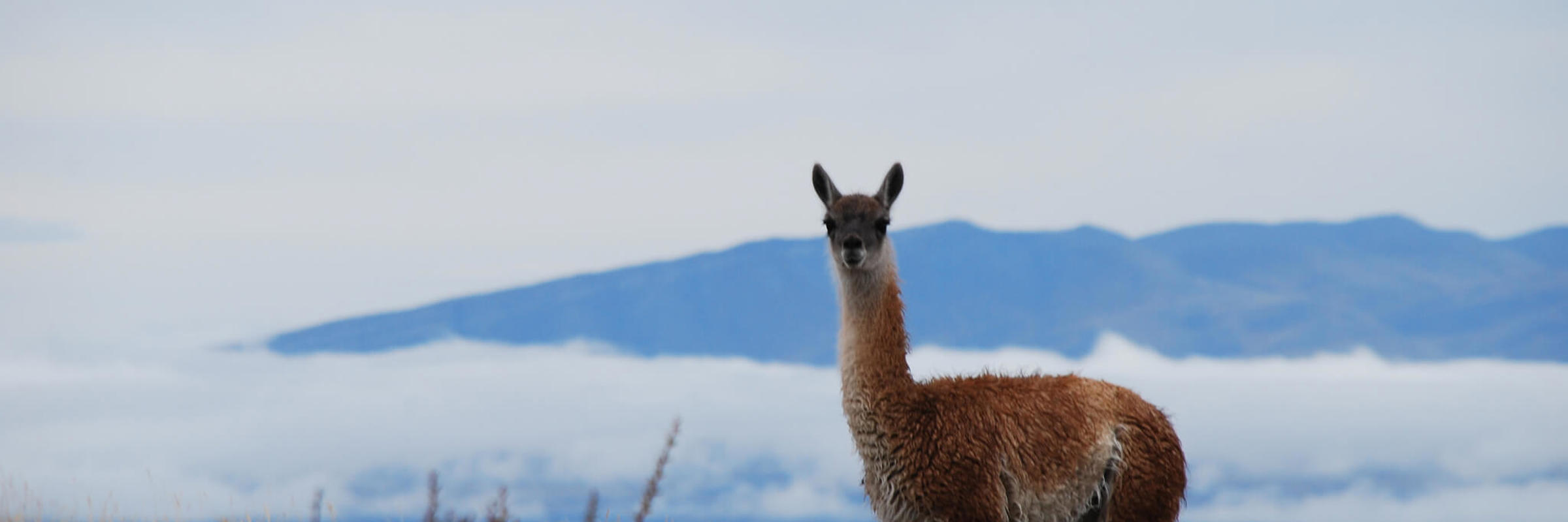 A lone guanaco stands alert in Torres del Paine National Park, with the Patagonian mountains in the background. 