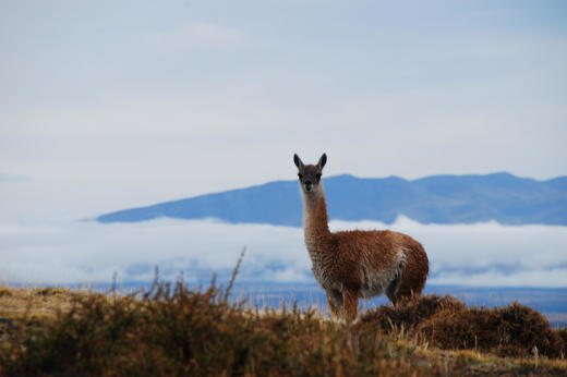 A lone guanaco stands alert in Torres del Paine National Park, with the Patagonian mountains in the background. 
