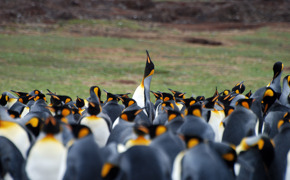 4686 10 Best Wildlife Holidays In Latin America