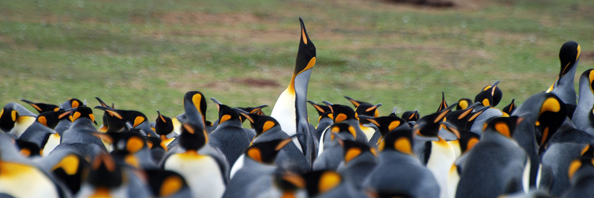 4686 10 Best Wildlife Holidays In Latin America