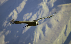 Condors
