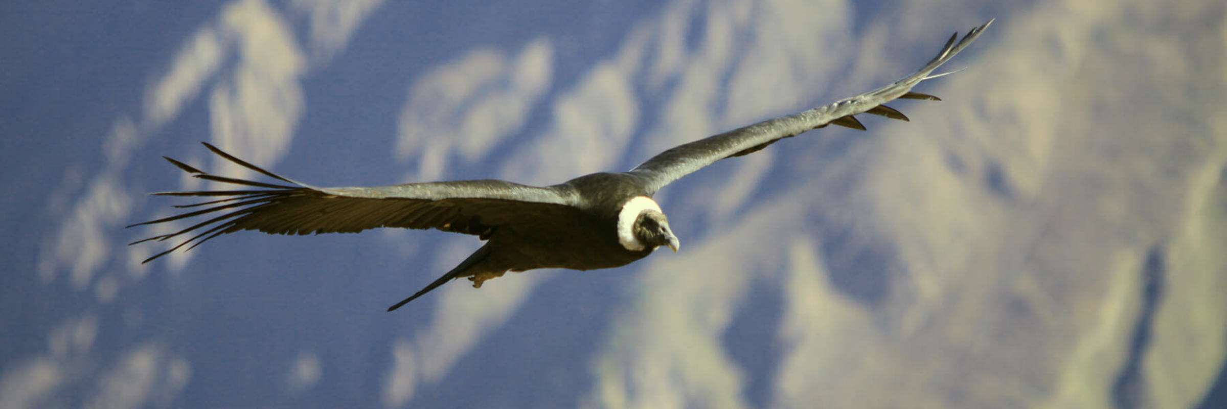Condors