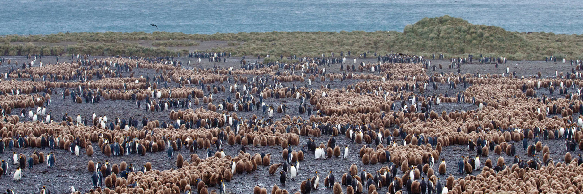 12341 Where To Combine With Antarctica