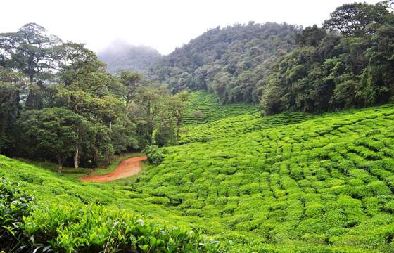 Coffee Region
