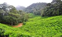 Région du café Colombie  