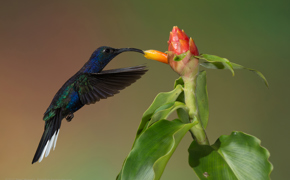 A vibrant hummingbird feeding on a red flower in the tropical forests of Costa Rica. 