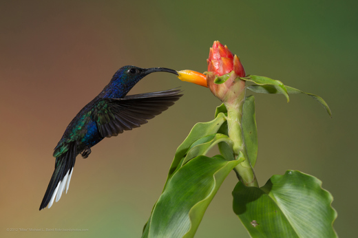 A vibrant hummingbird feeding on a red flower in the tropical forests of Costa Rica. 
