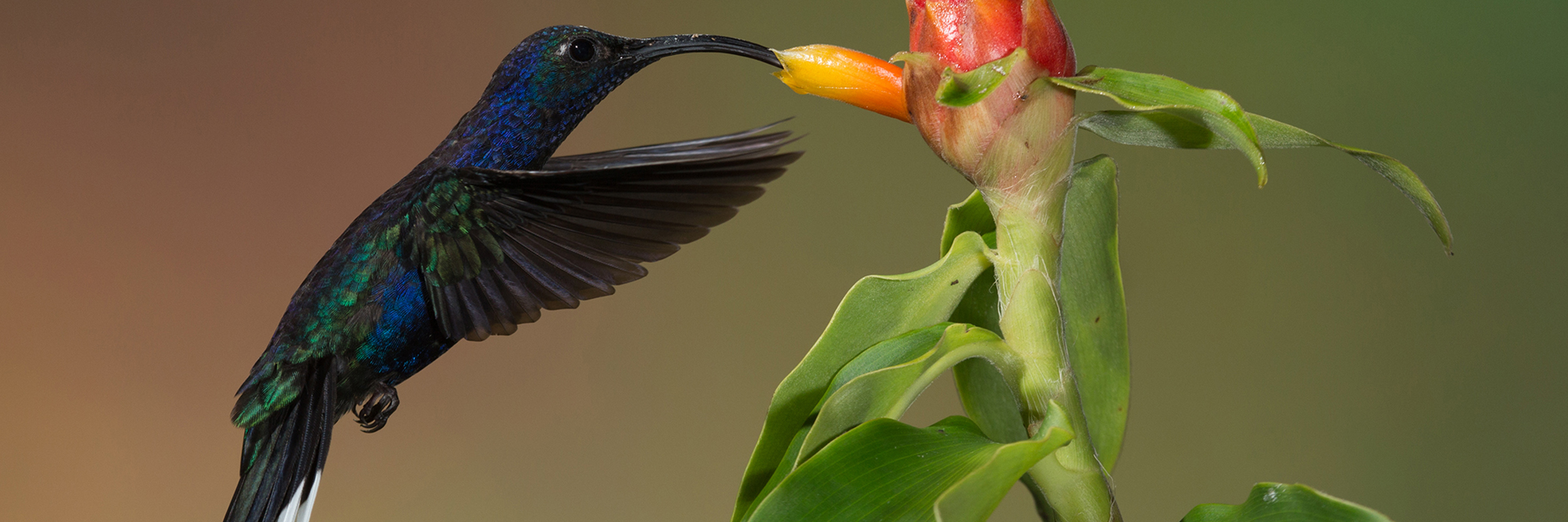 A vibrant hummingbird feeding on a red flower in the tropical forests of Costa Rica. 