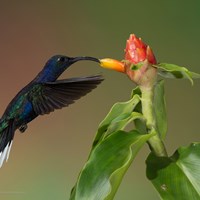 9346 A Z Of Costa Ricas Bird Life