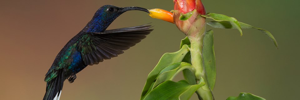 9346 A Z Of Costa Ricas Bird Life