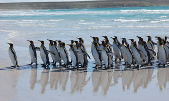 Image for: 8189 Where To See Penguins In The Wild