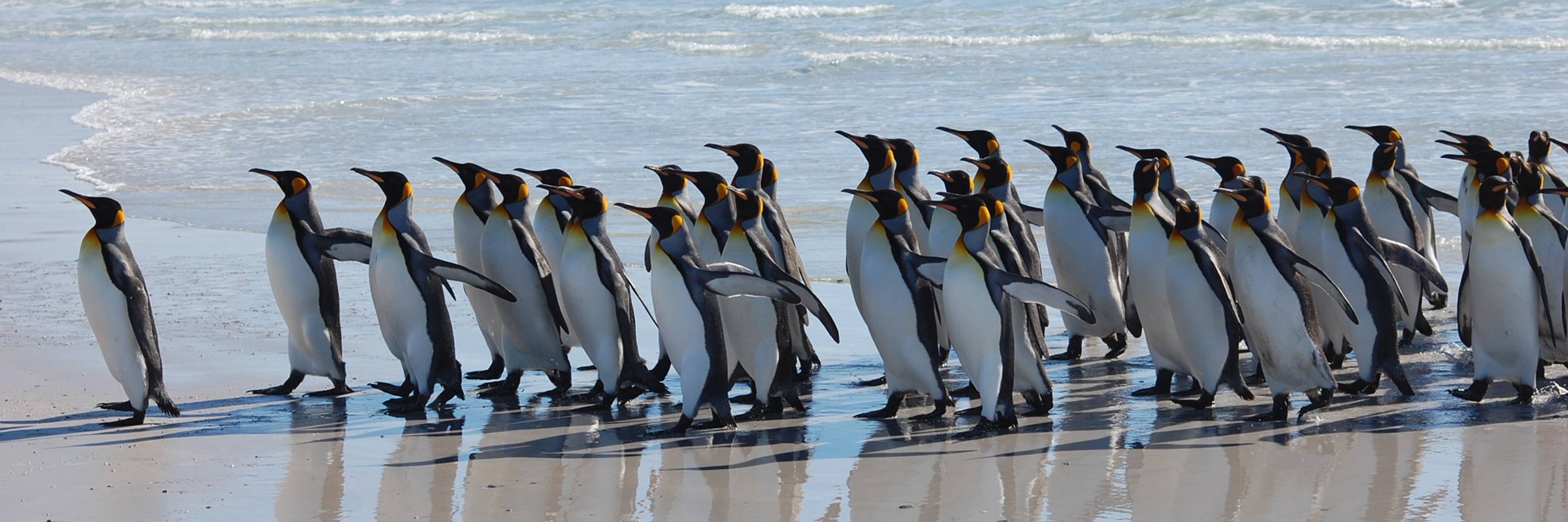 8189 Where To See Penguins In The Wild