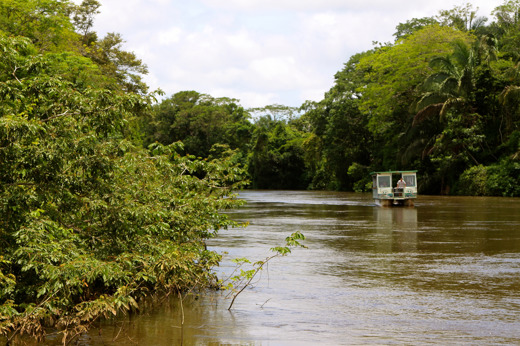 Scenic boat ride along the Rio Frio, surrounded by lush vegetation in the Cano Negro Wildlife Refuge. 