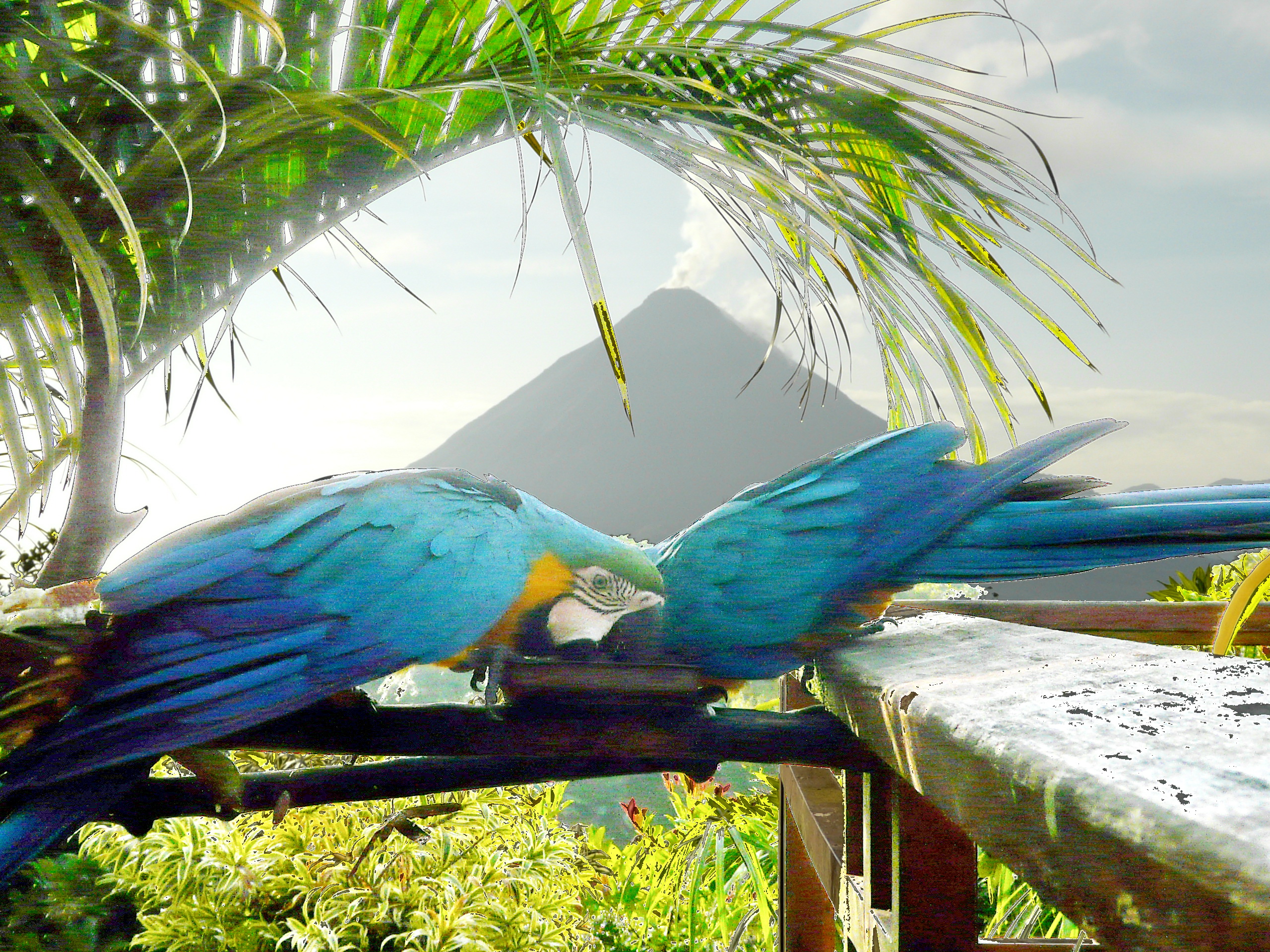 Two vibrant blue macaws perched closely on a wooden rail beneath palm fronds, with lush jungle behind. 