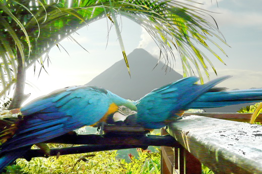 Two vibrant blue macaws perched closely on a wooden rail beneath palm fronds, with lush jungle behind. 