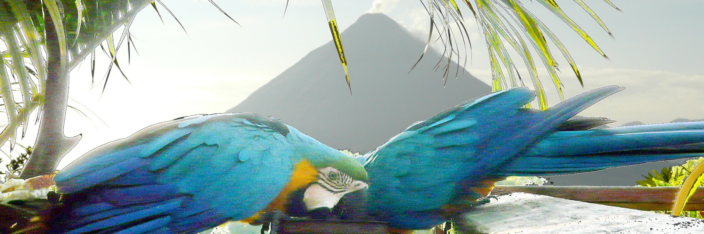 Two vibrant blue macaws perched closely on a wooden rail beneath palm fronds, with lush jungle behind. 