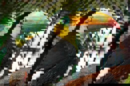Toucan 