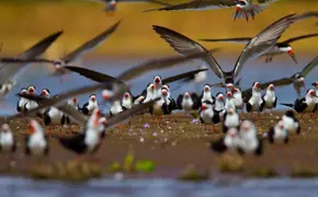 Pantanal