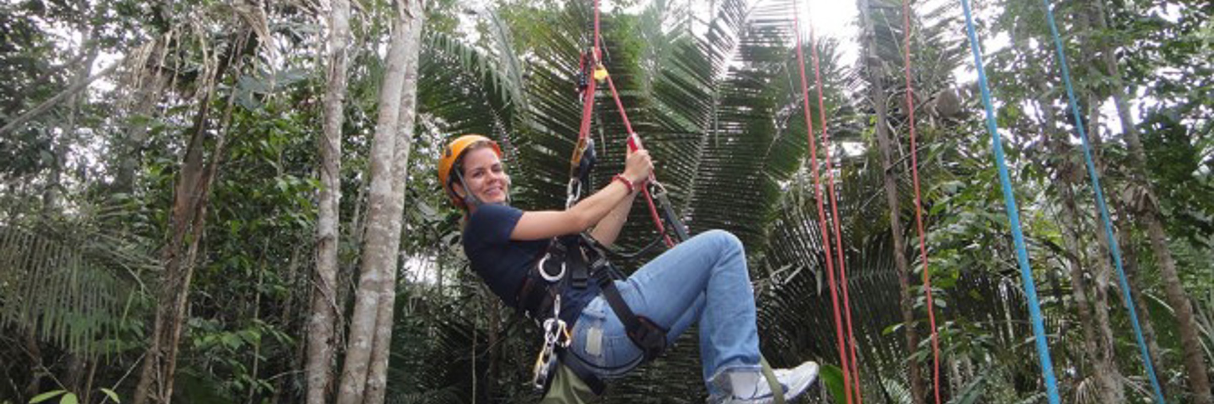 Visitor climbs tall Amazon tree using safety ropes on a guided rainforest adventure tour. 