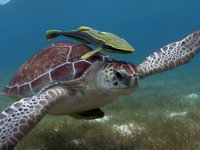 A sea turtle swims gracefully in the clear waters of the Riviera Maya, Mexico, a popular snorkeling and diving destination. 