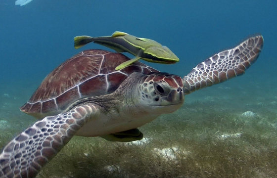 A sea turtle swims gracefully in the clear waters of the Riviera Maya, Mexico, a popular snorkeling and diving destination. 