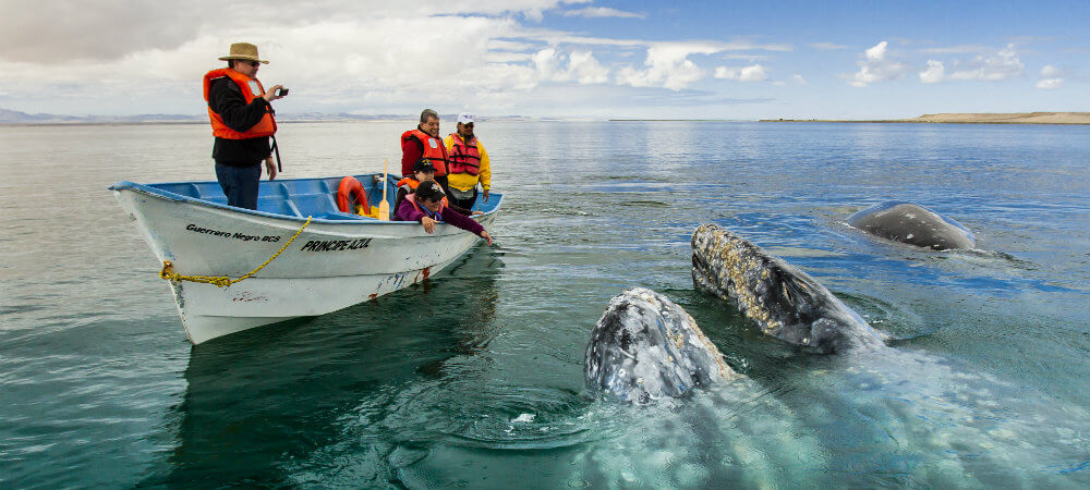 Tourists whale watching in Baja California with gray whales surfacing close to the boat under a blue sky. 